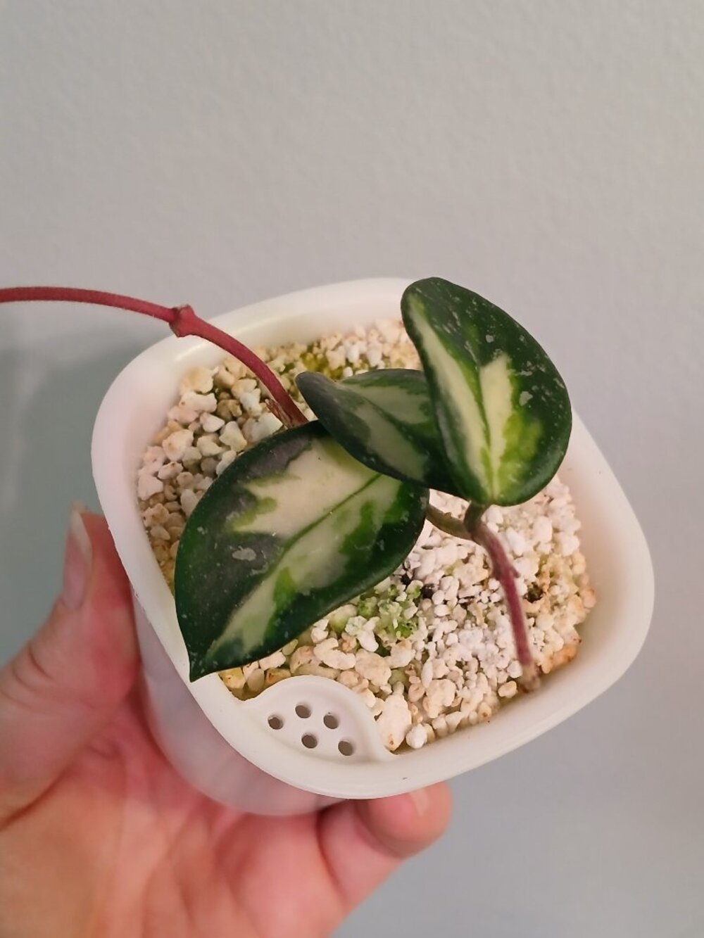 Hoya Mathilde Varigated